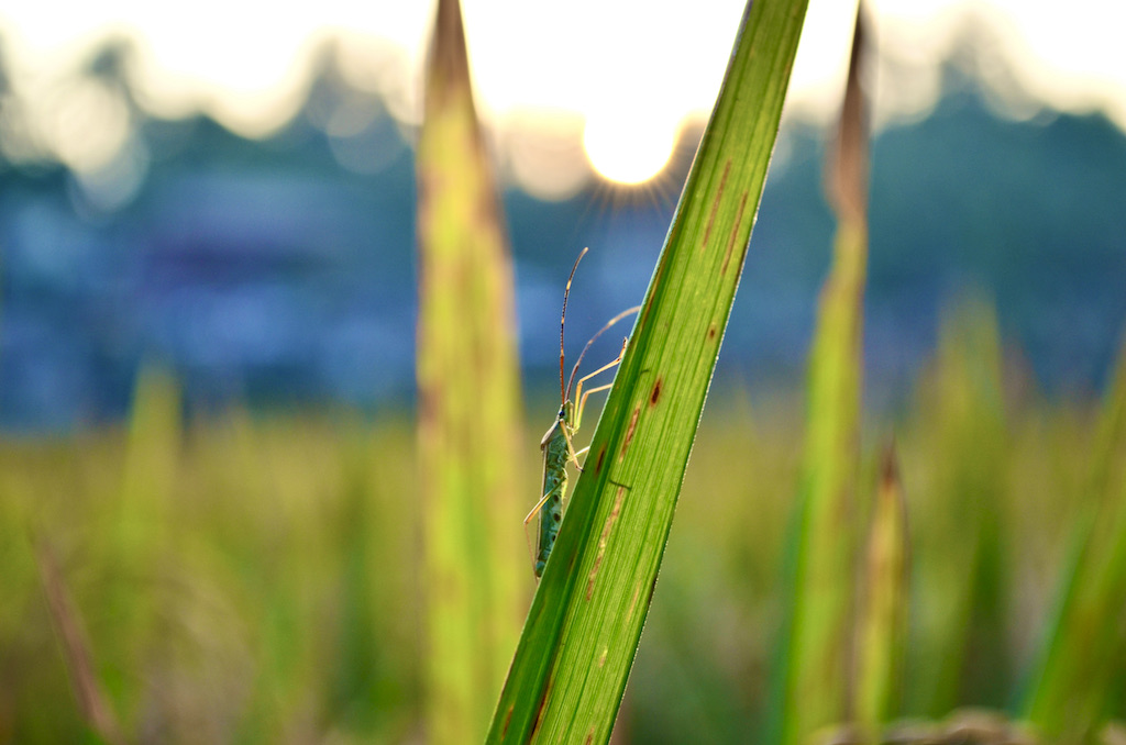 insect climbing a blade of grass