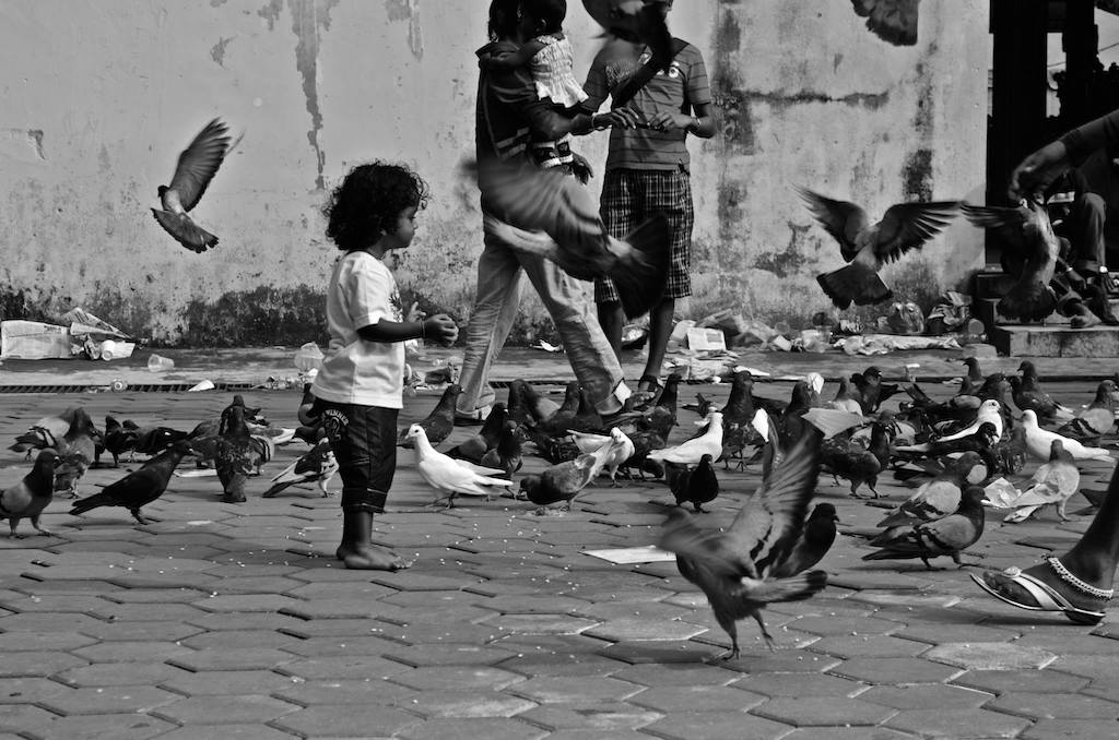 a child playing with birds