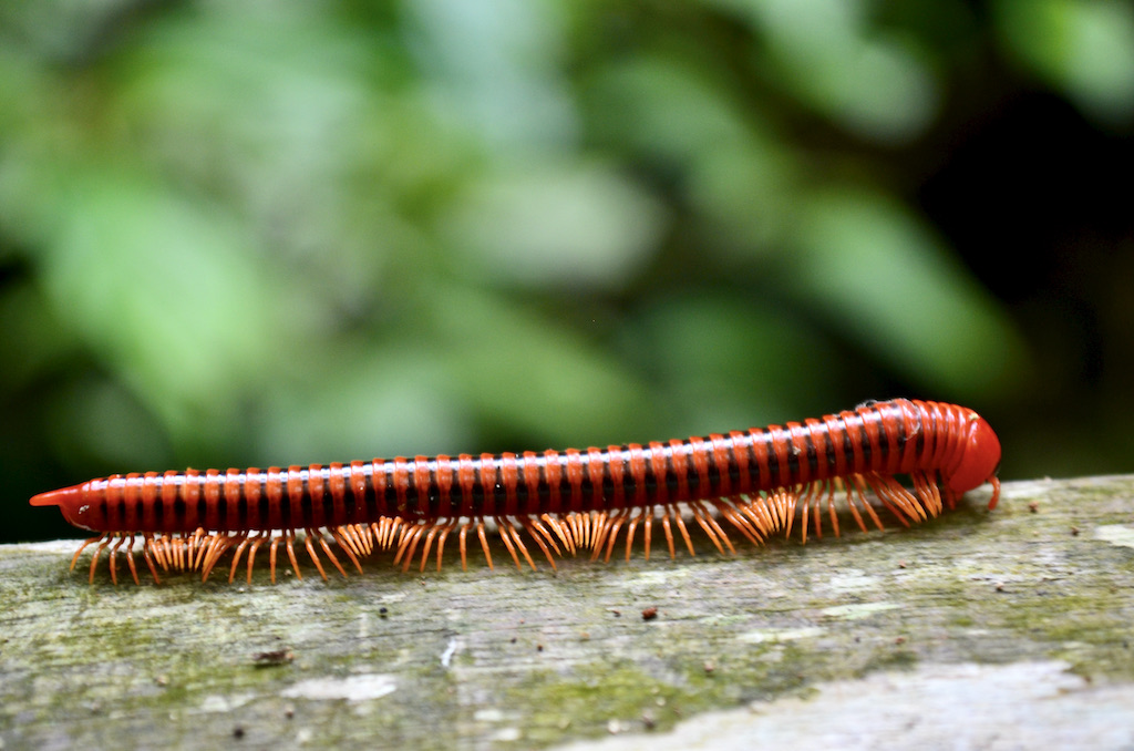 a centipede