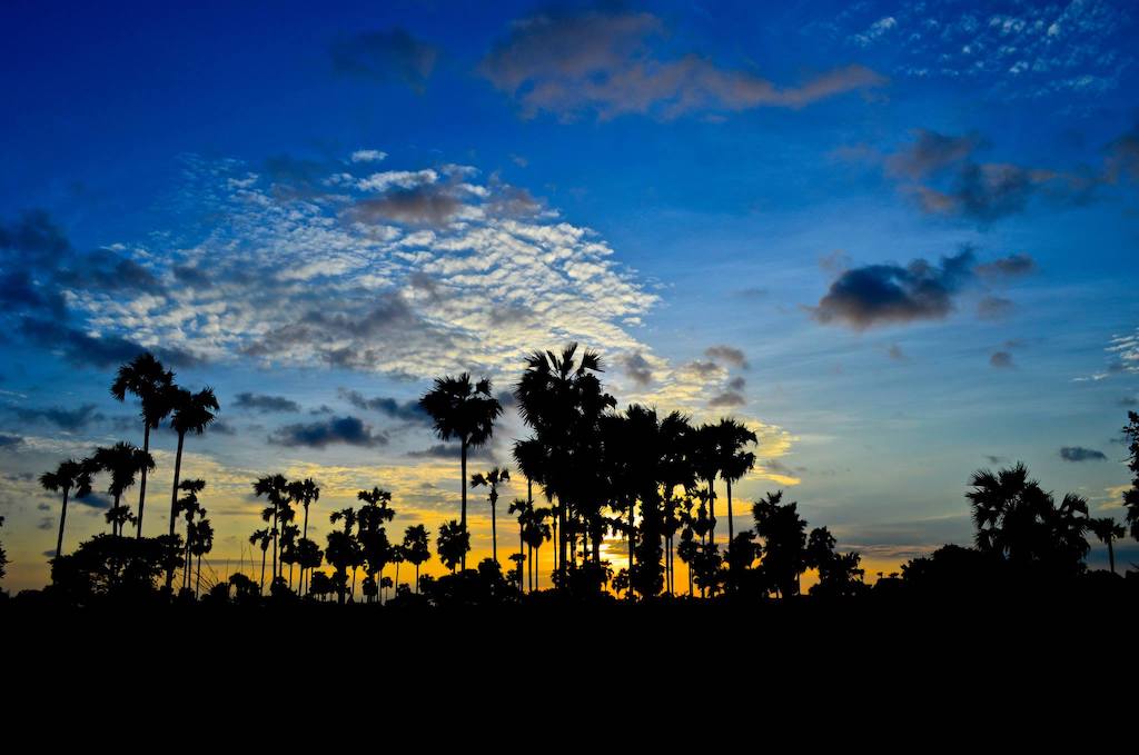 myanmar-palm-dreams