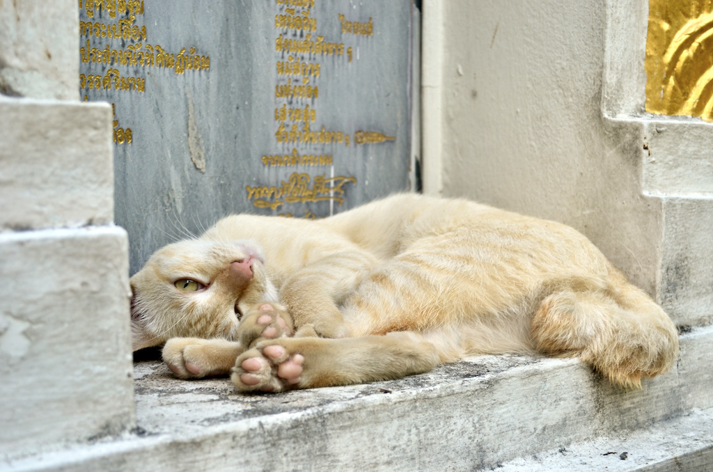 cat napping under a statue