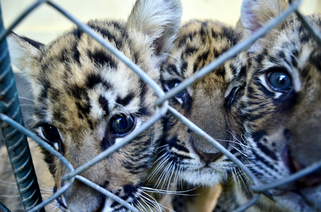 baby tigers behind a fence