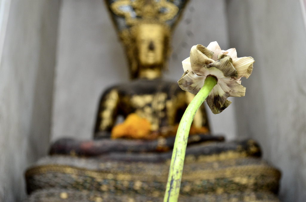 lotus in front of a buddha statue